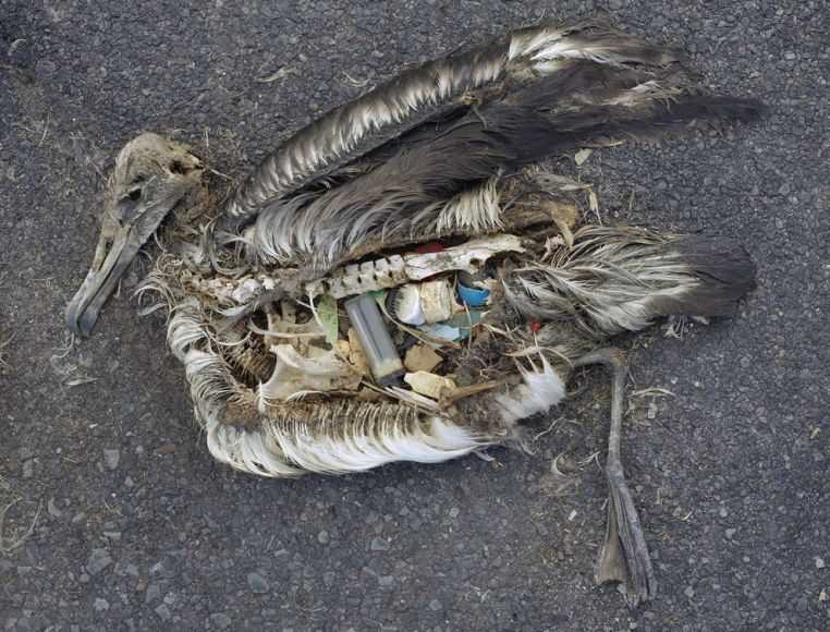 Νεκρό άλμπατρος απόο κατανάλωση πλαστικών αποβλήτων