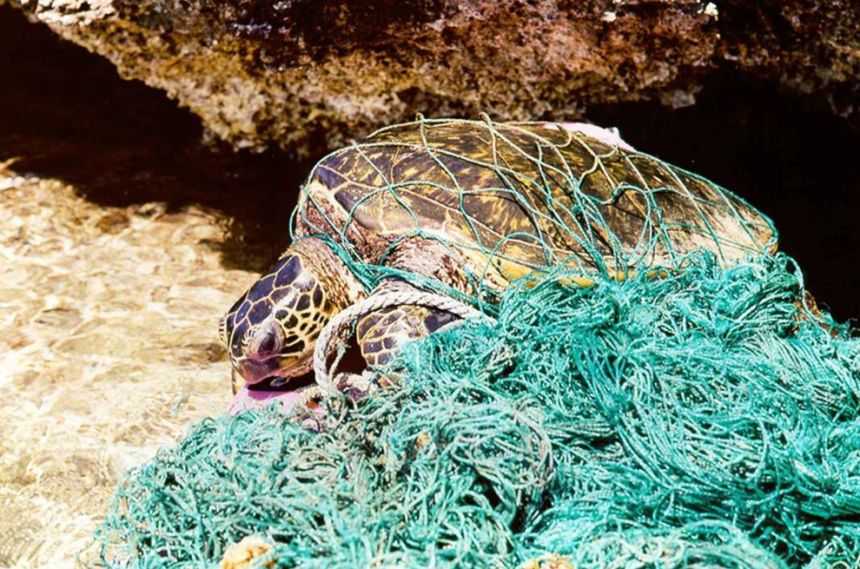 Χελώνα παγιδευμένη σε δίχτυα αλιείας