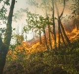 Το 30% των δασικών πυρκαγιών στη Βόρεια Αμερική προκαλείται από τα ορυκτά καύσιμα