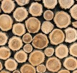 Allianz Commercial: Η μαζική ξυλεία μειώνει το αποτύπωμα άνθρακα των κατασκευών